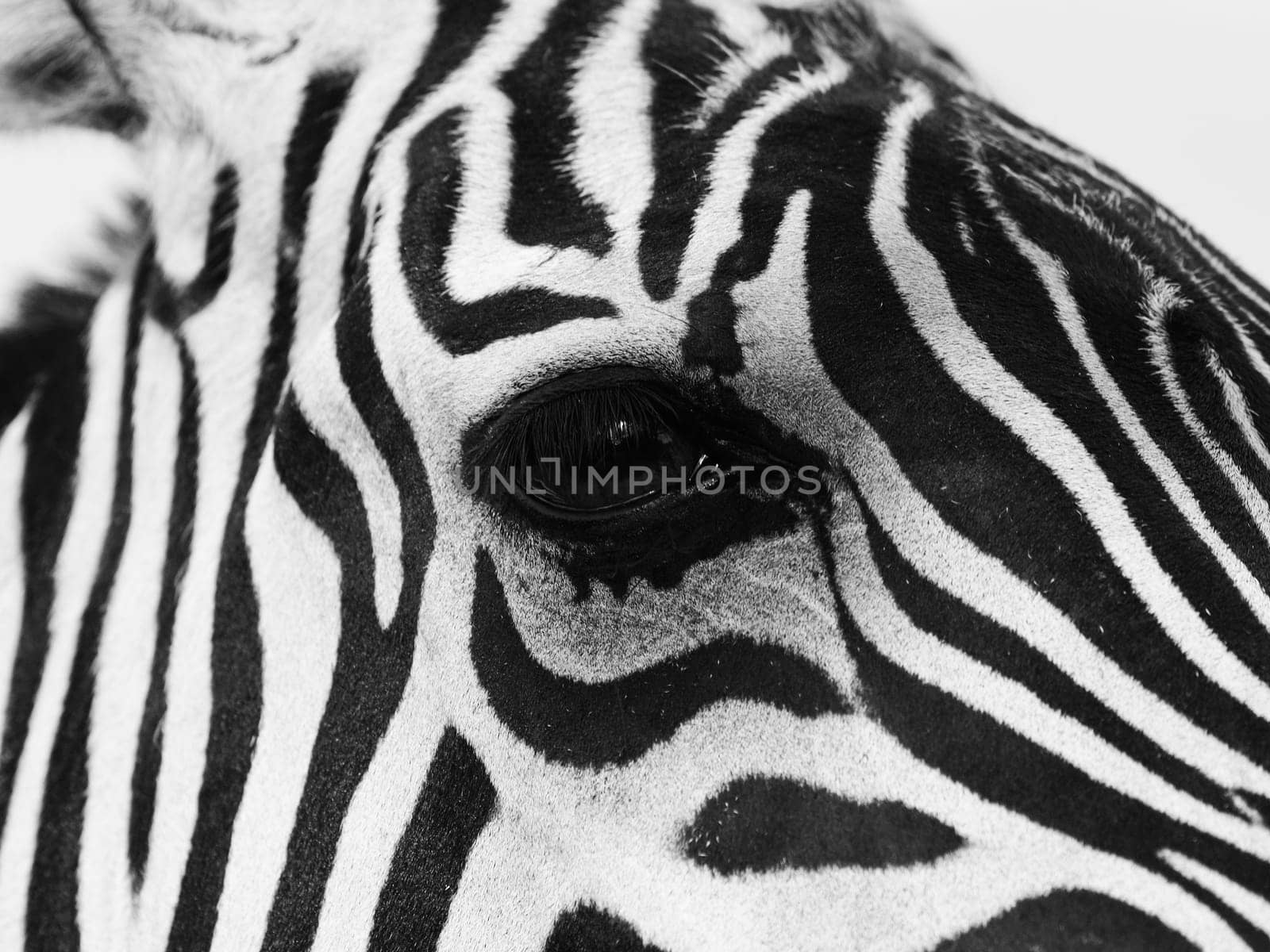 Black and white close up shot of a zebra