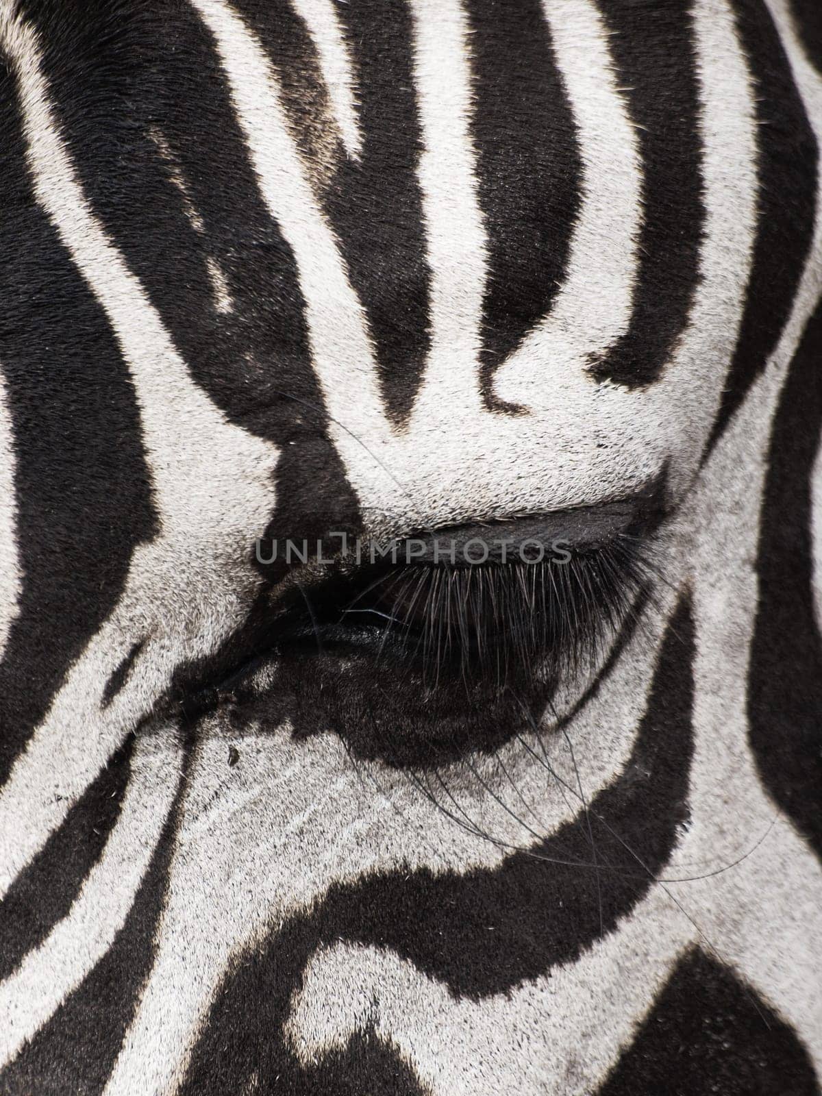 Close up shot of an eye of a zebra, muted color style