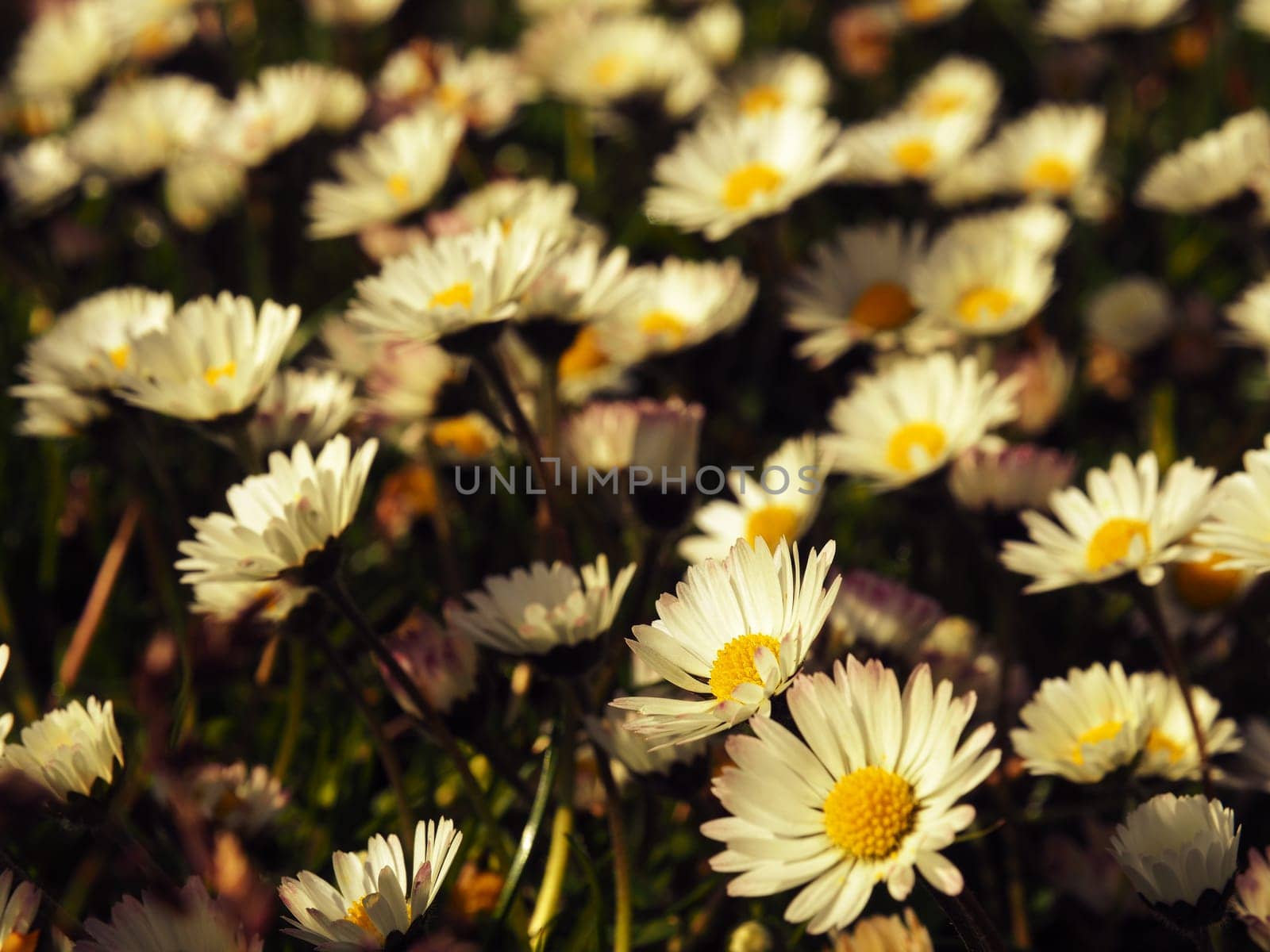 Close up shot with field of daisies, warm color style