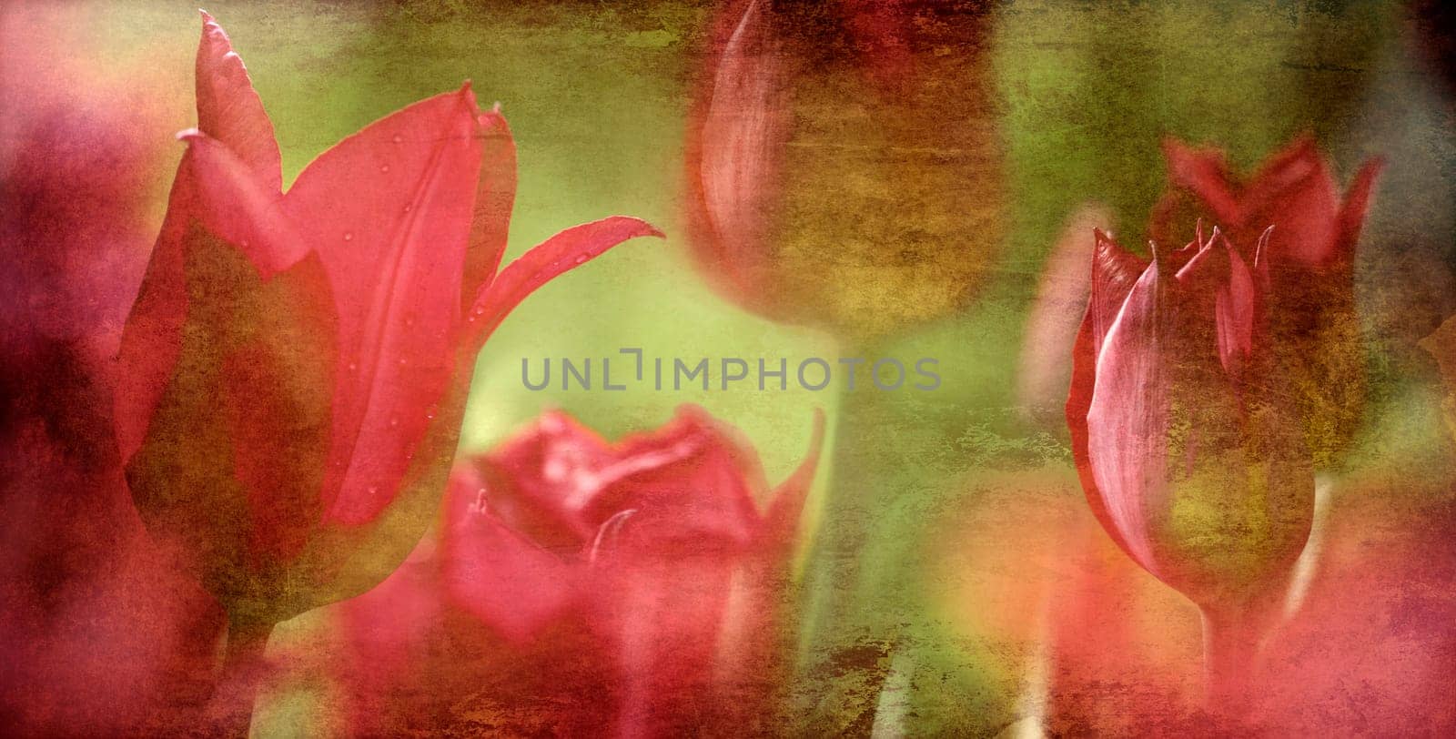 tulips old pastel colors gray brown concept commemorate old colored