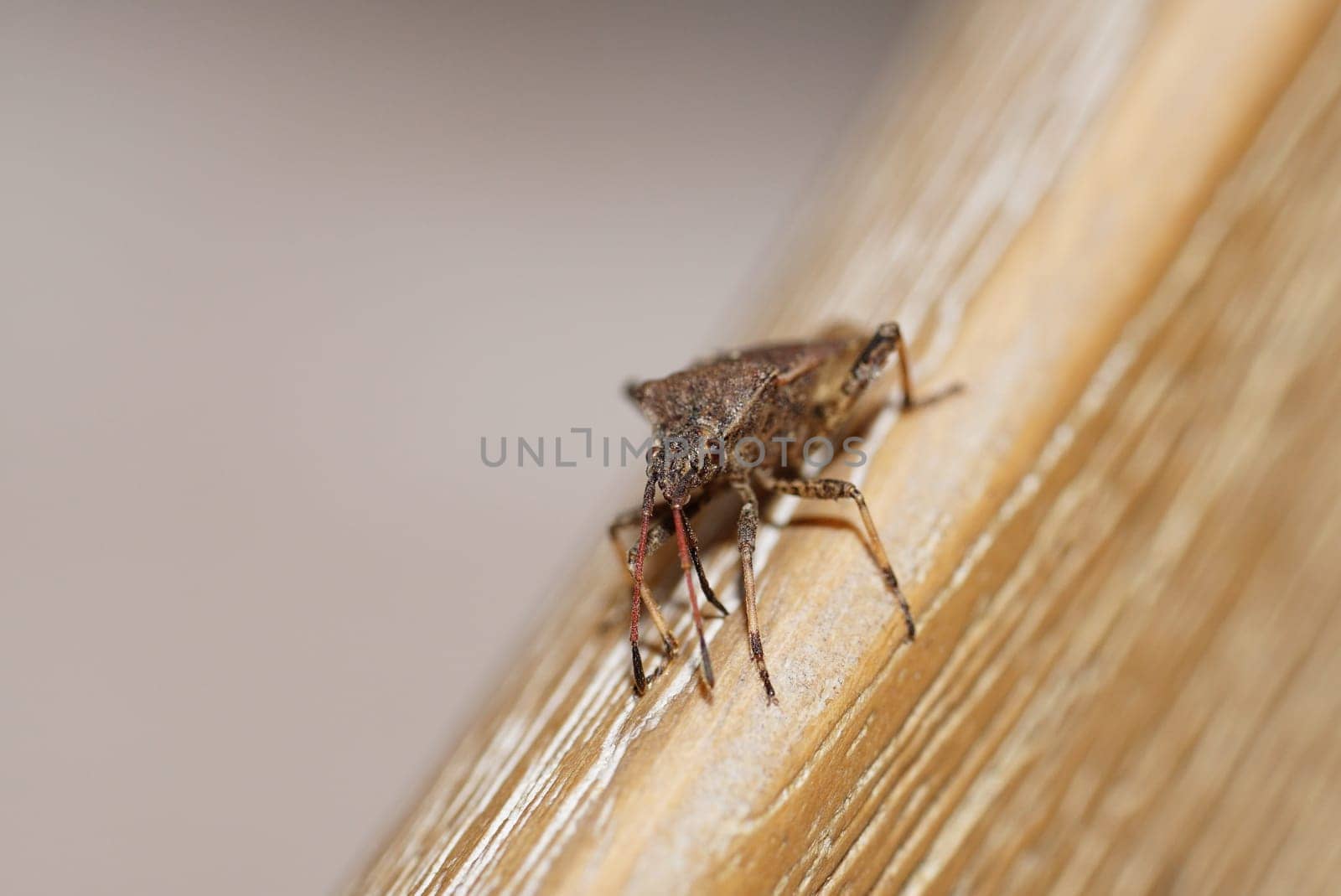 Bug