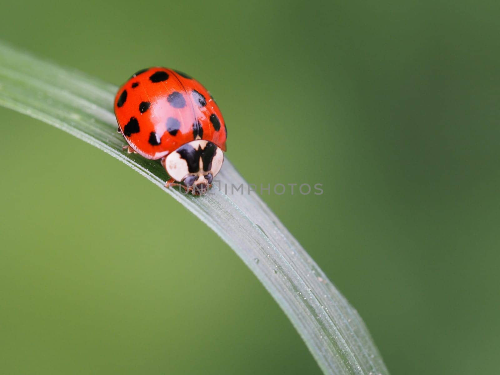 Asian ladybug
