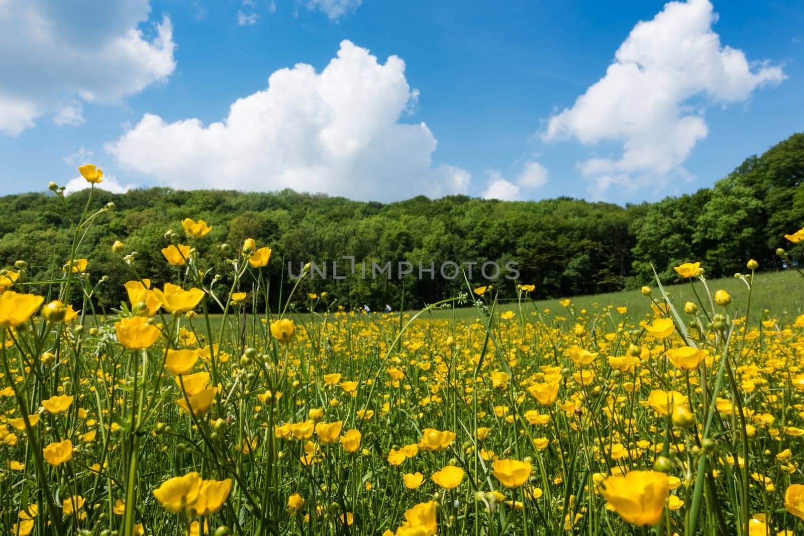 Meadow in spring,landscape with marsh yolk flowers in good weather