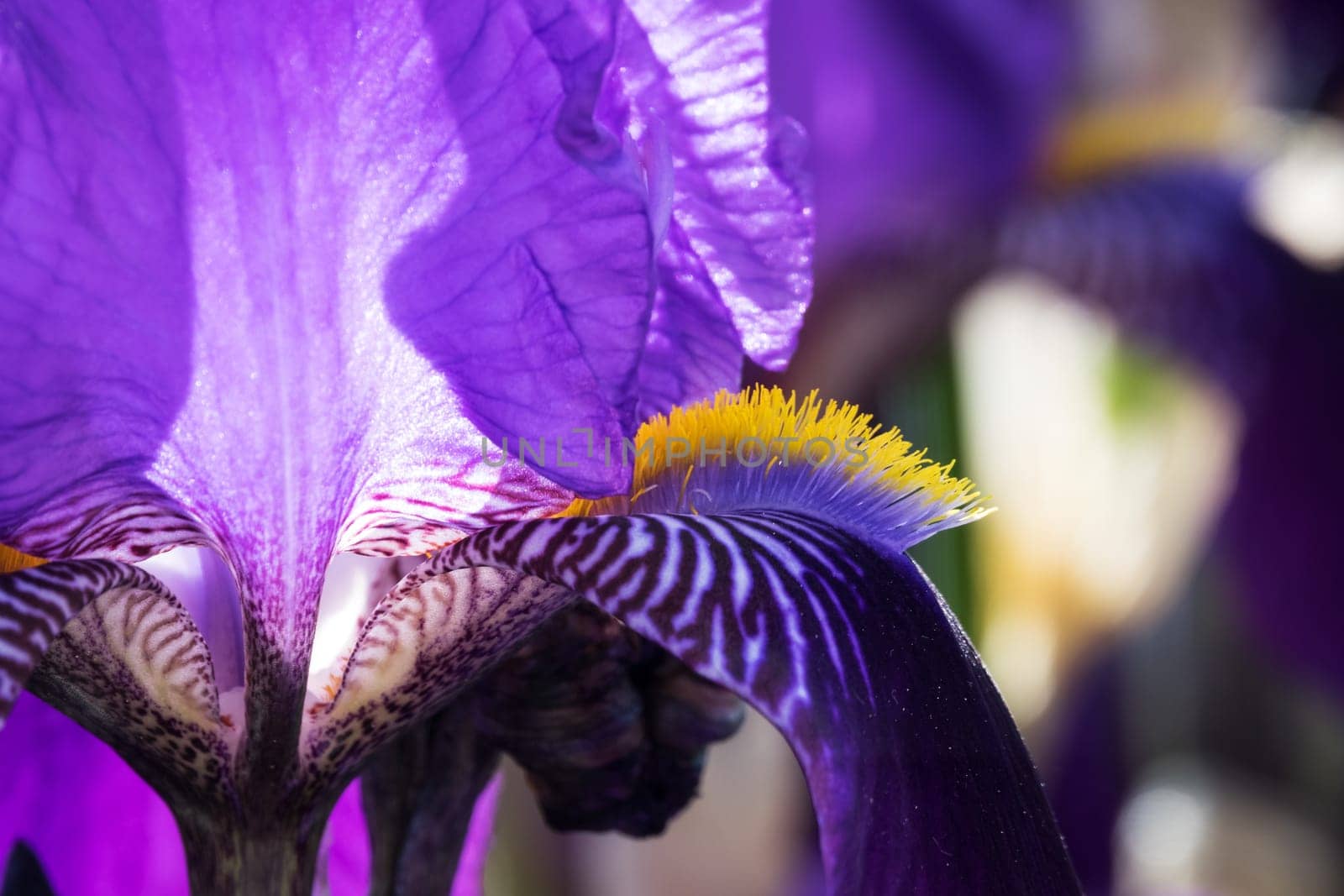 Iris close-up,purple flowering flower in spring