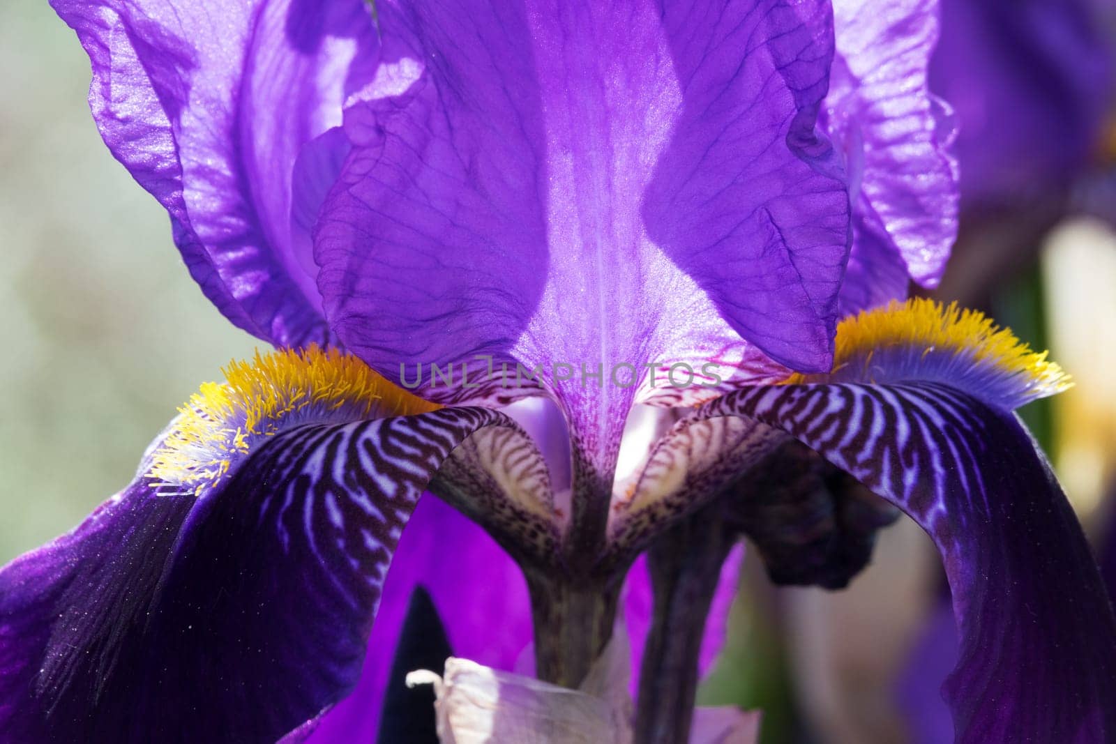 Iris close-up,purple flowering flower in spring