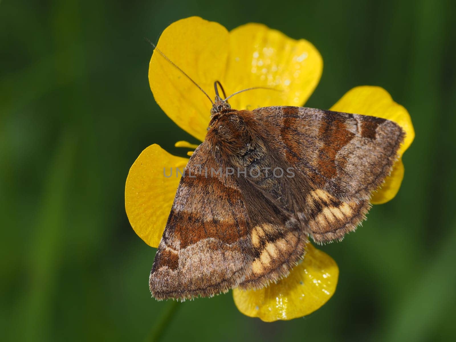 Burnet companion moth