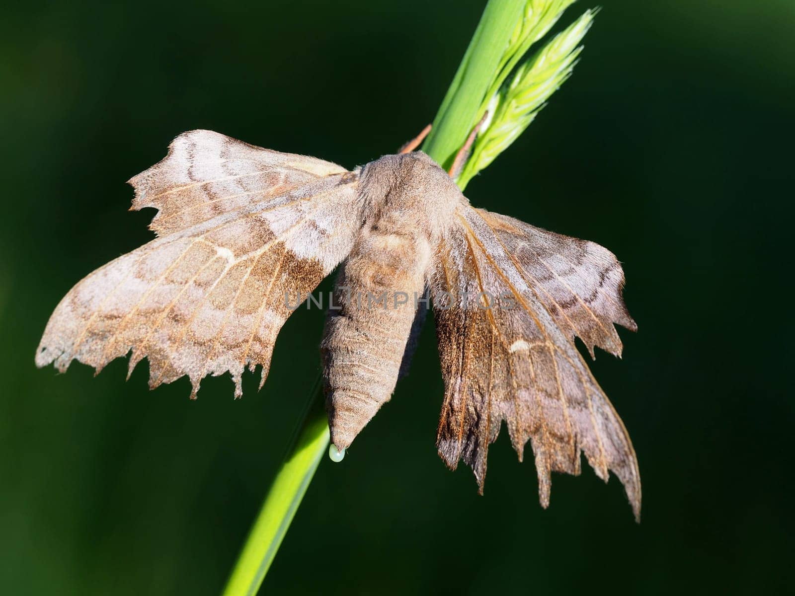 Poplar Swarmer - Moth
