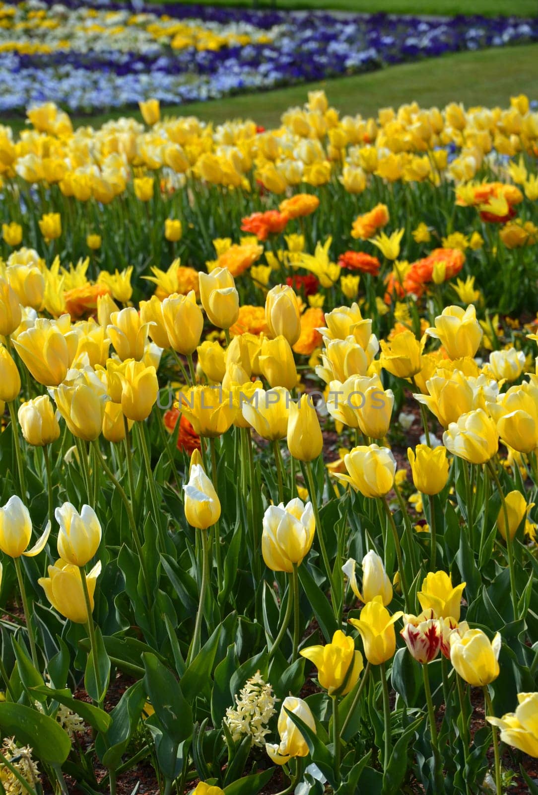 Tulips
