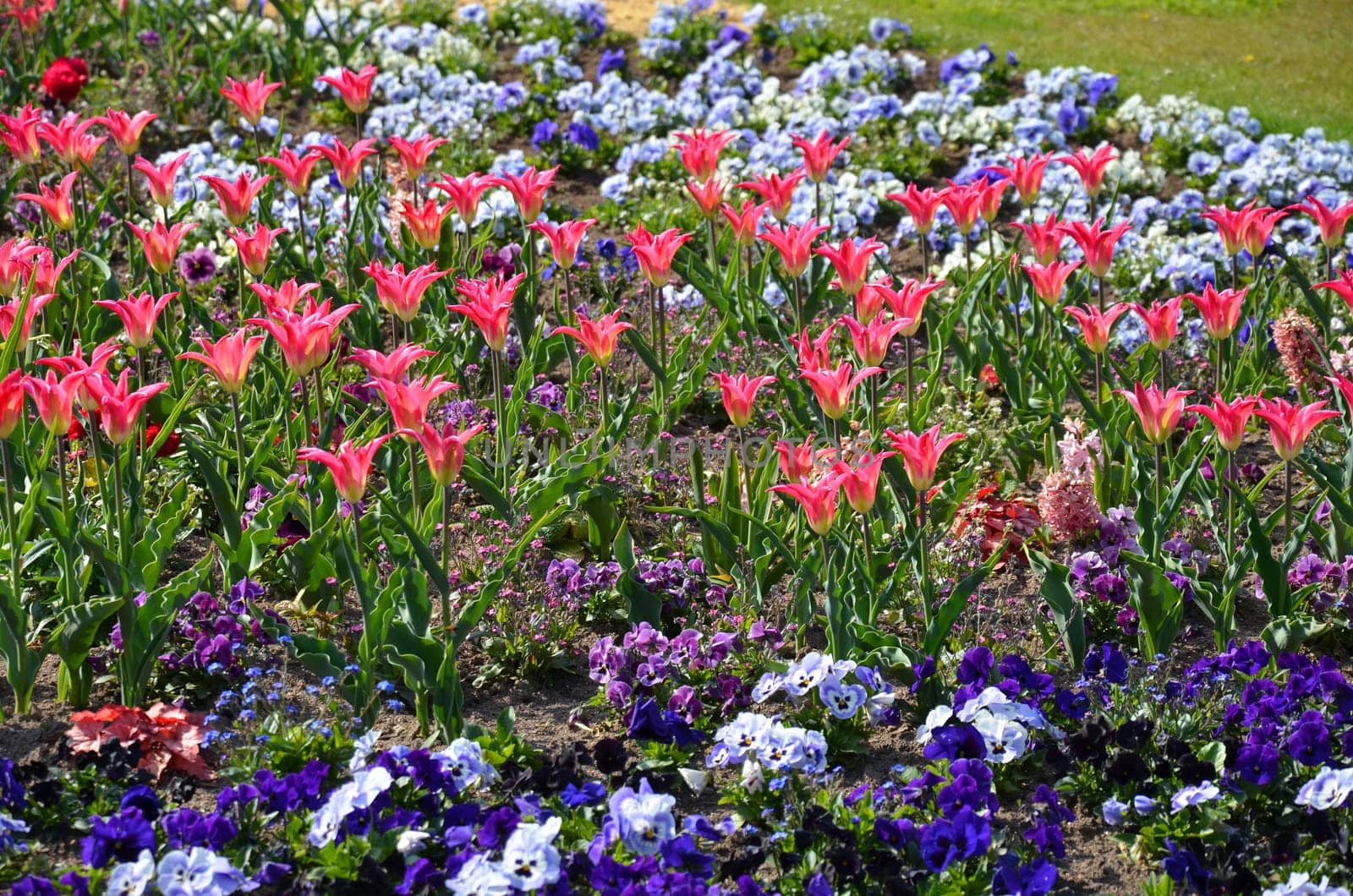 Tulips