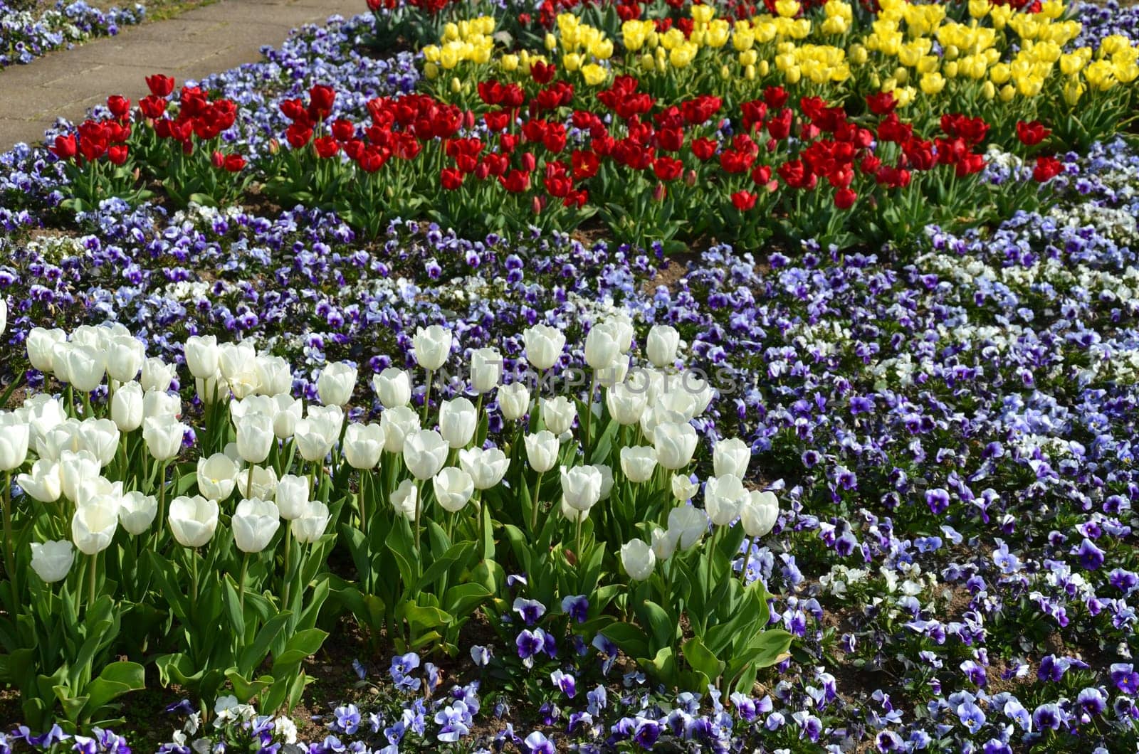 Tulips