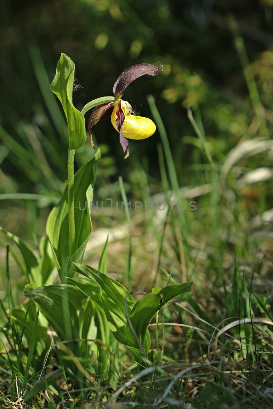 Yellow women's slipper (Cypripedium calceolus)