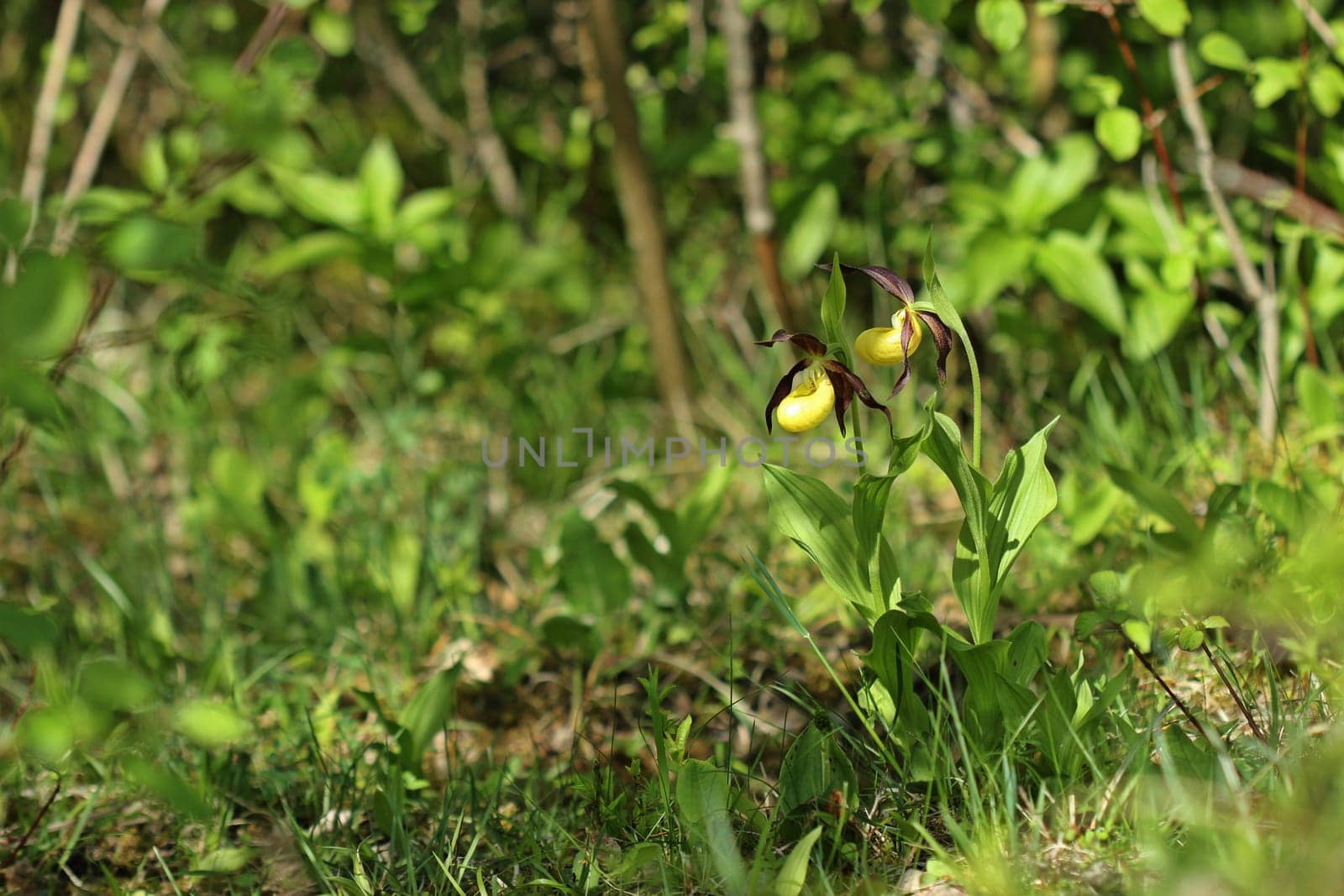 Yellow women's slipper (Cypripedium calceolus)