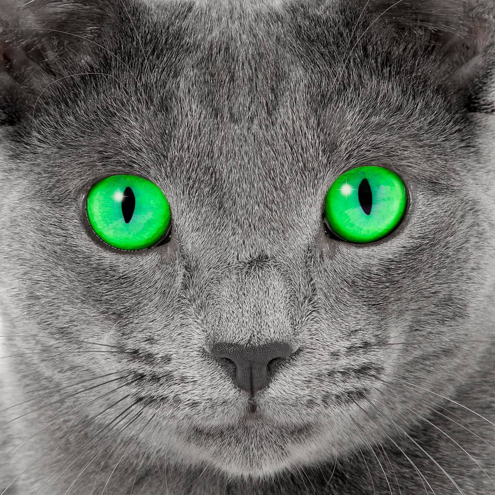 Pedigree Cat Russian Blue (Felis silvestris catus),Hangover,Age 8 months,Portrait