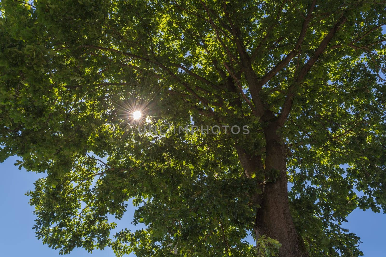 Beautiful nature in the morning,sun rays shine through the treetops..
