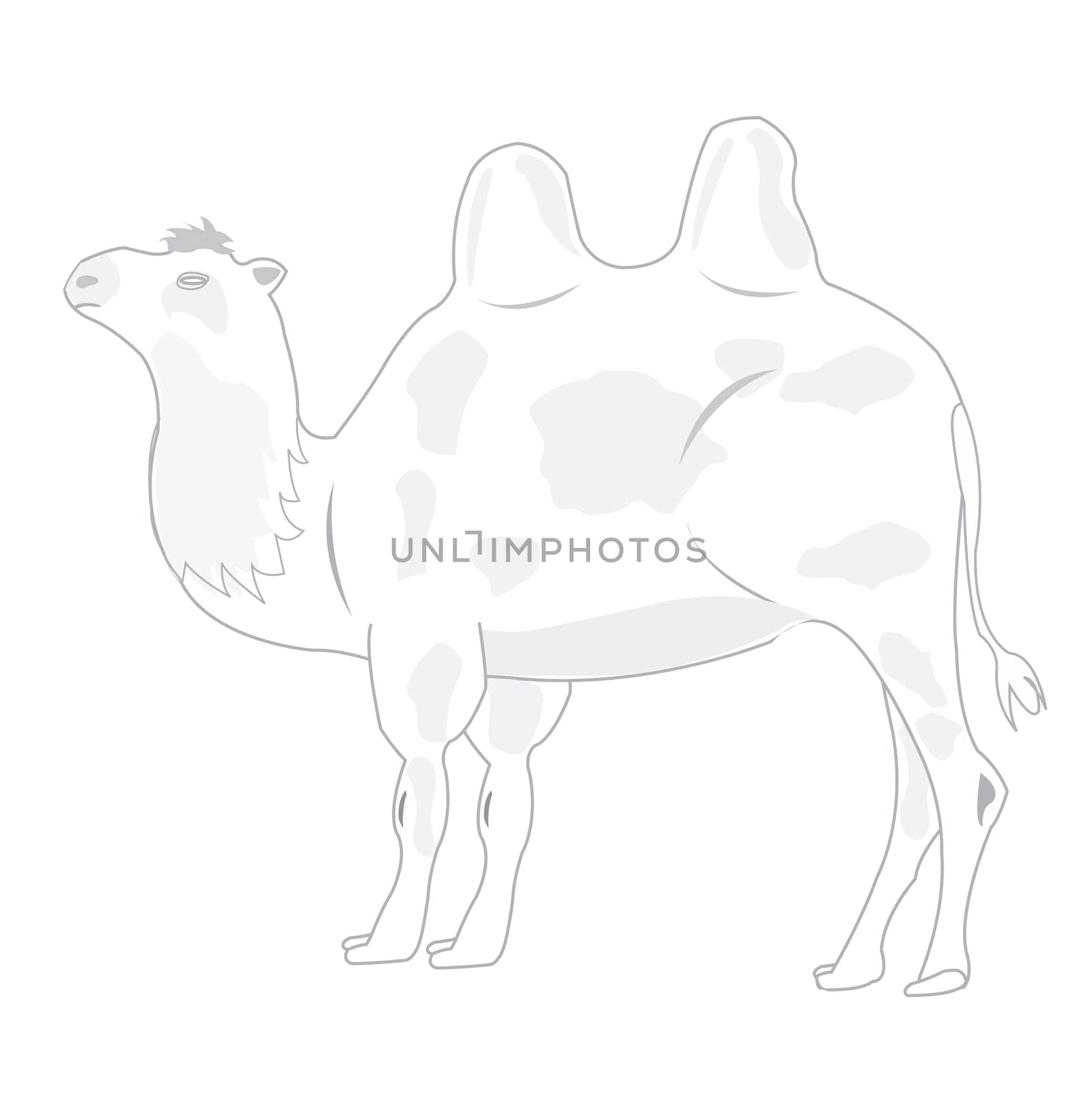 Illustration animal camel on white background