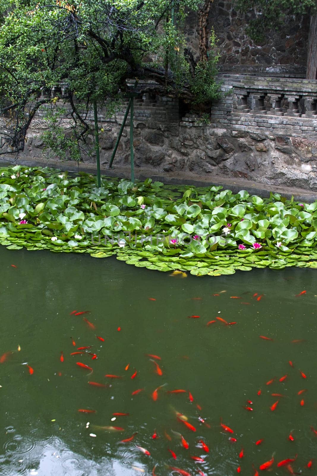 lake carps zen tranquil oriental  waterlily blossom