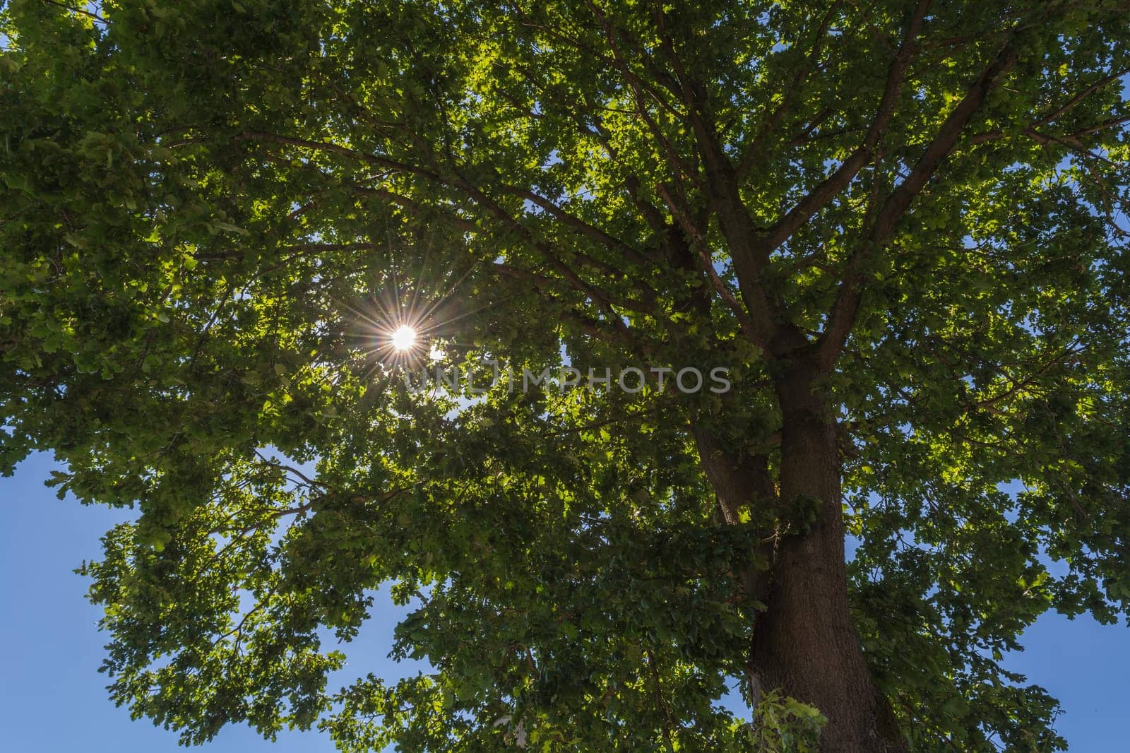 Forest with sun rays through tree top..