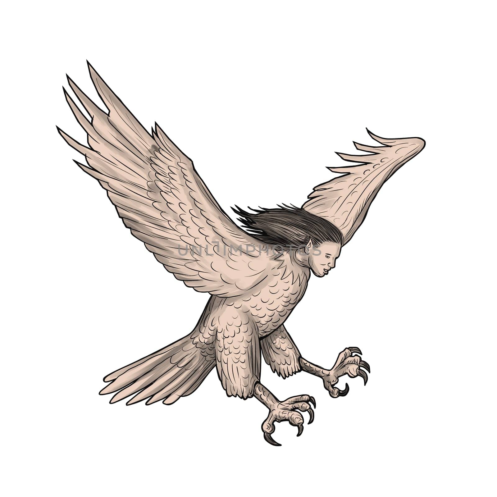 Tattoo style illustration of a harpy, in Greek and Roman, mythology, a female bird with a woman's face swooping looking down viewed from the side set on isolated white background.