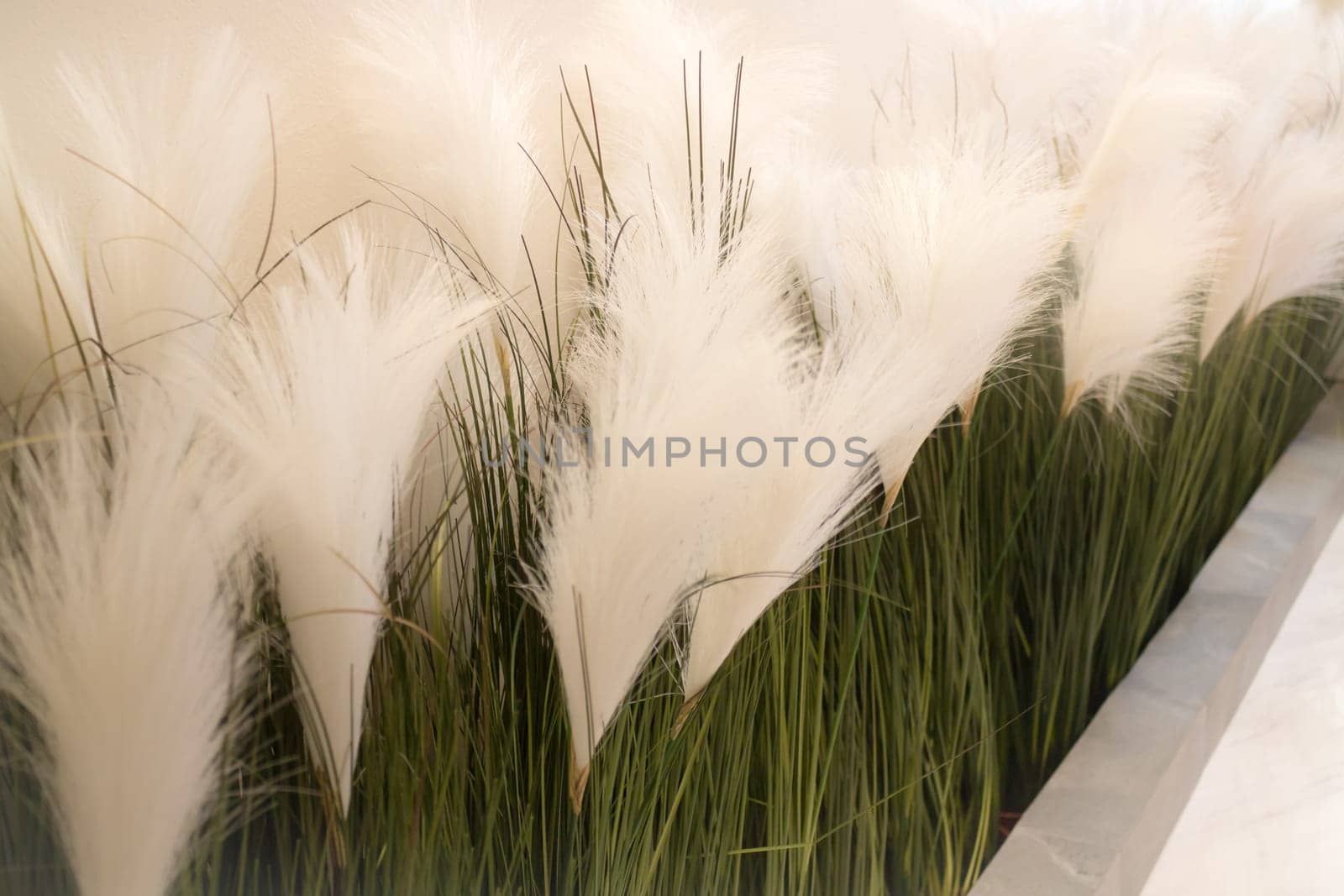 White Grass Flower Decorated On Wall, stock photo
