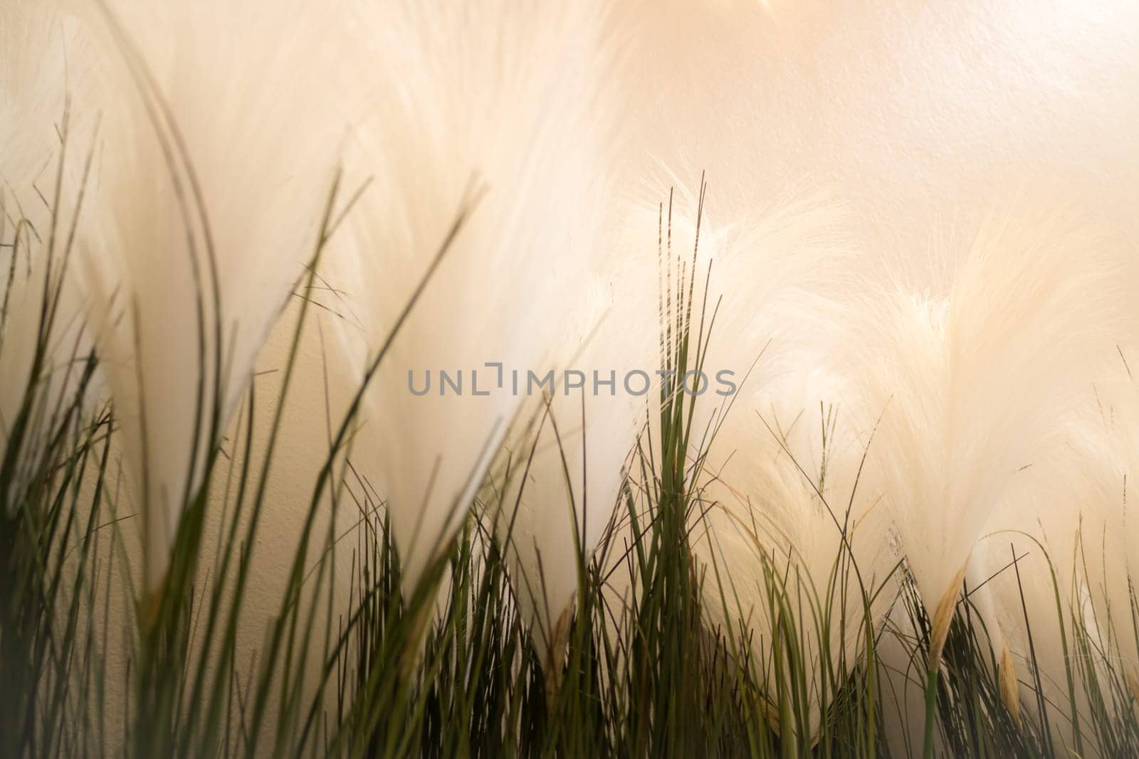 White Grass Flower Decorated On Wall, stock photo