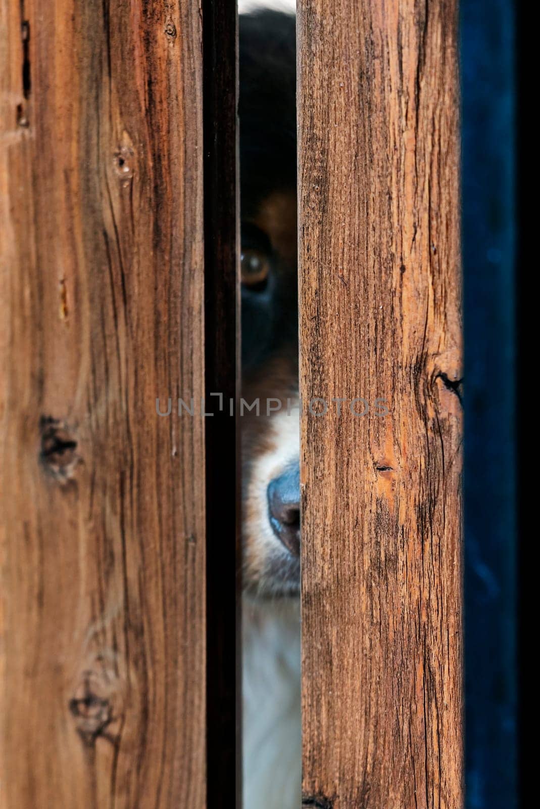 Bernese Mountain Dog looking through a fence gap