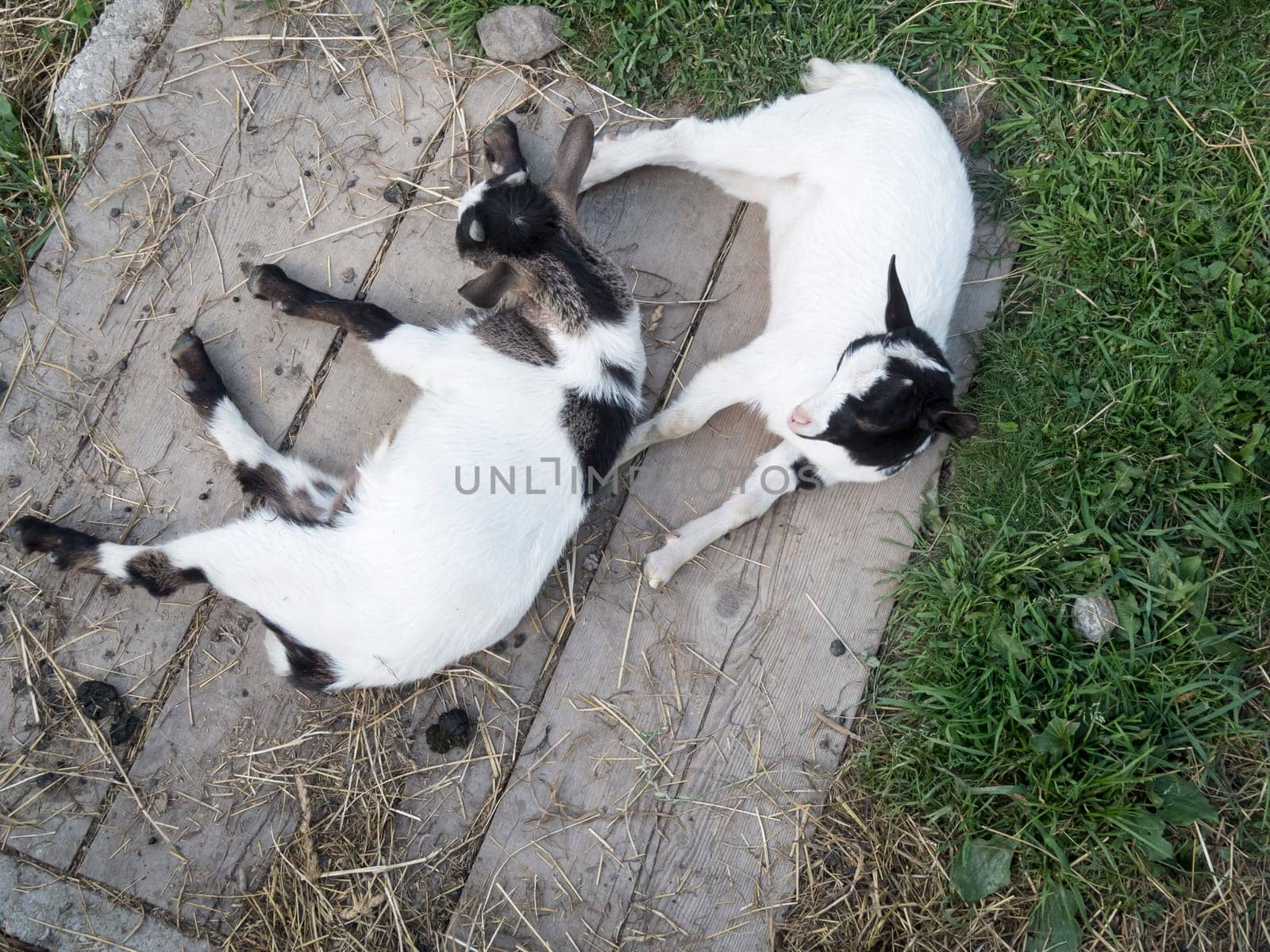 Top view of two domestic goat cubs lying on boards on a small alpine pasture in South Tyrol.