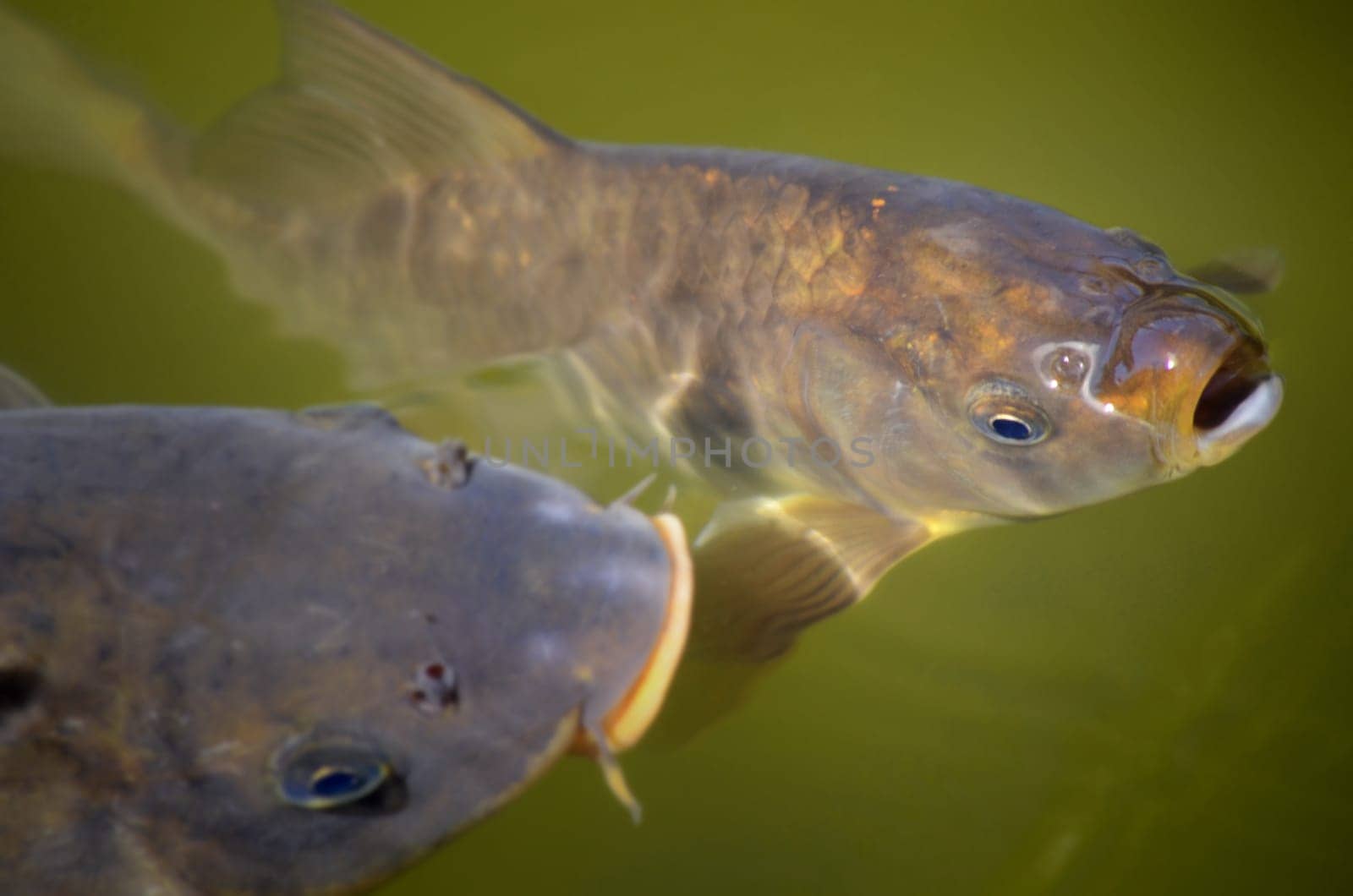 Two carp take the air