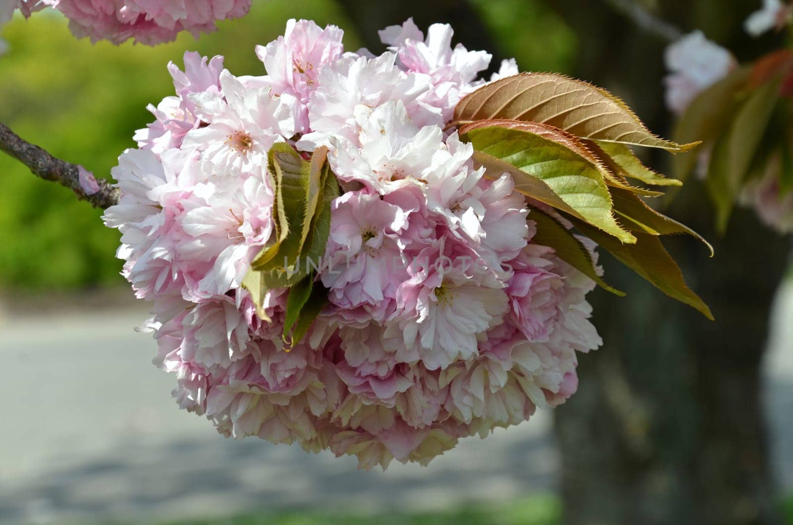 Japanese flower cherry