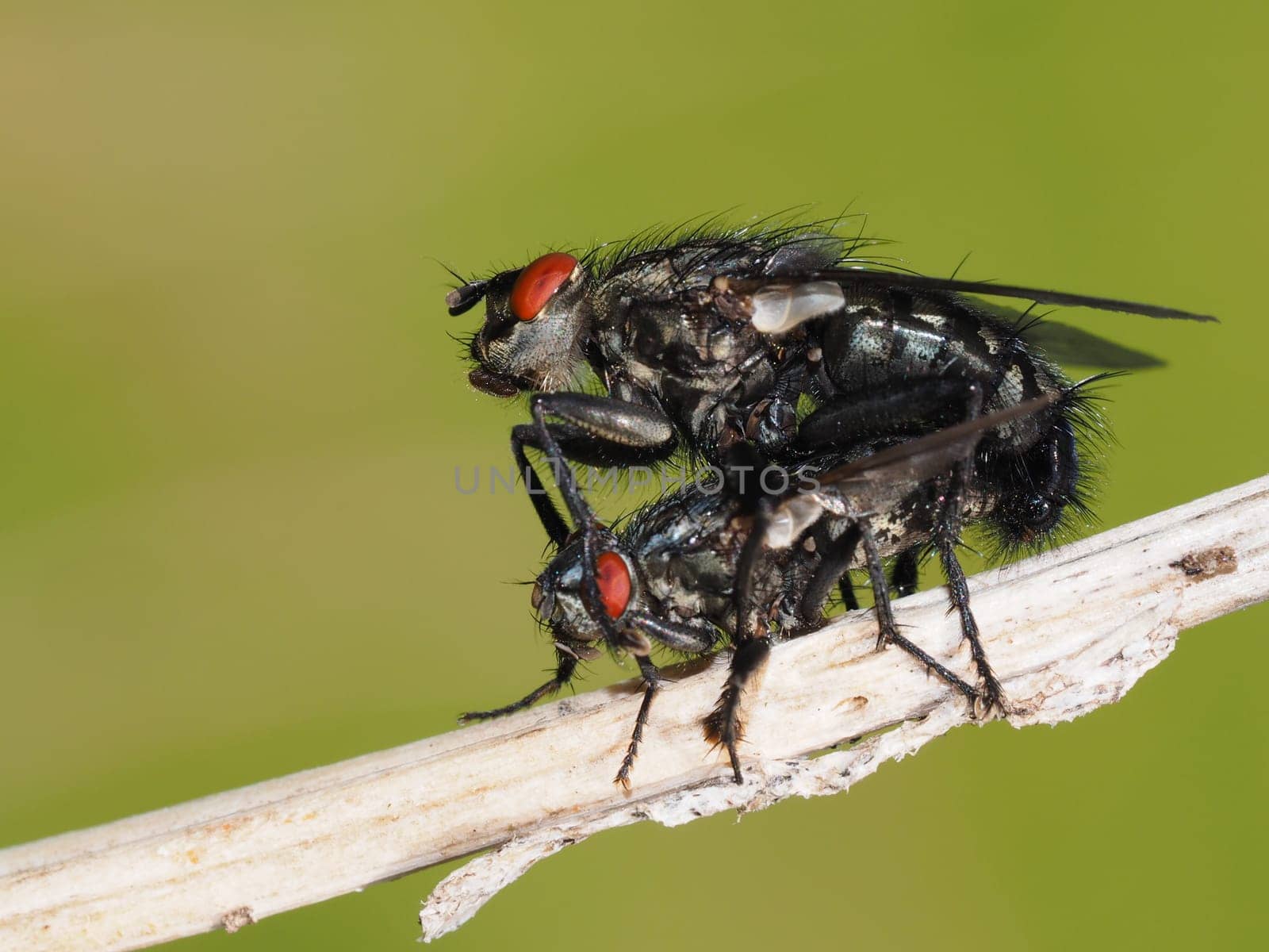 Grey meat fly - mating