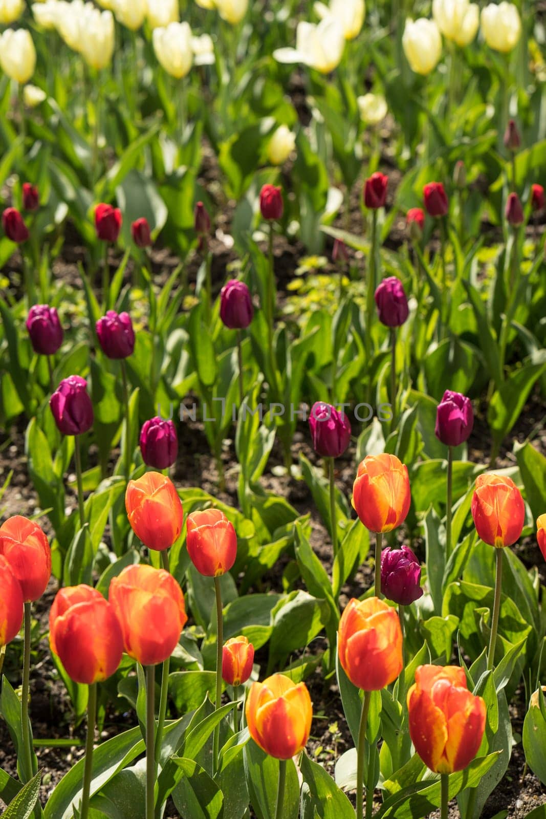 Tulip field with colorful tulips in full bloom in the bright spring