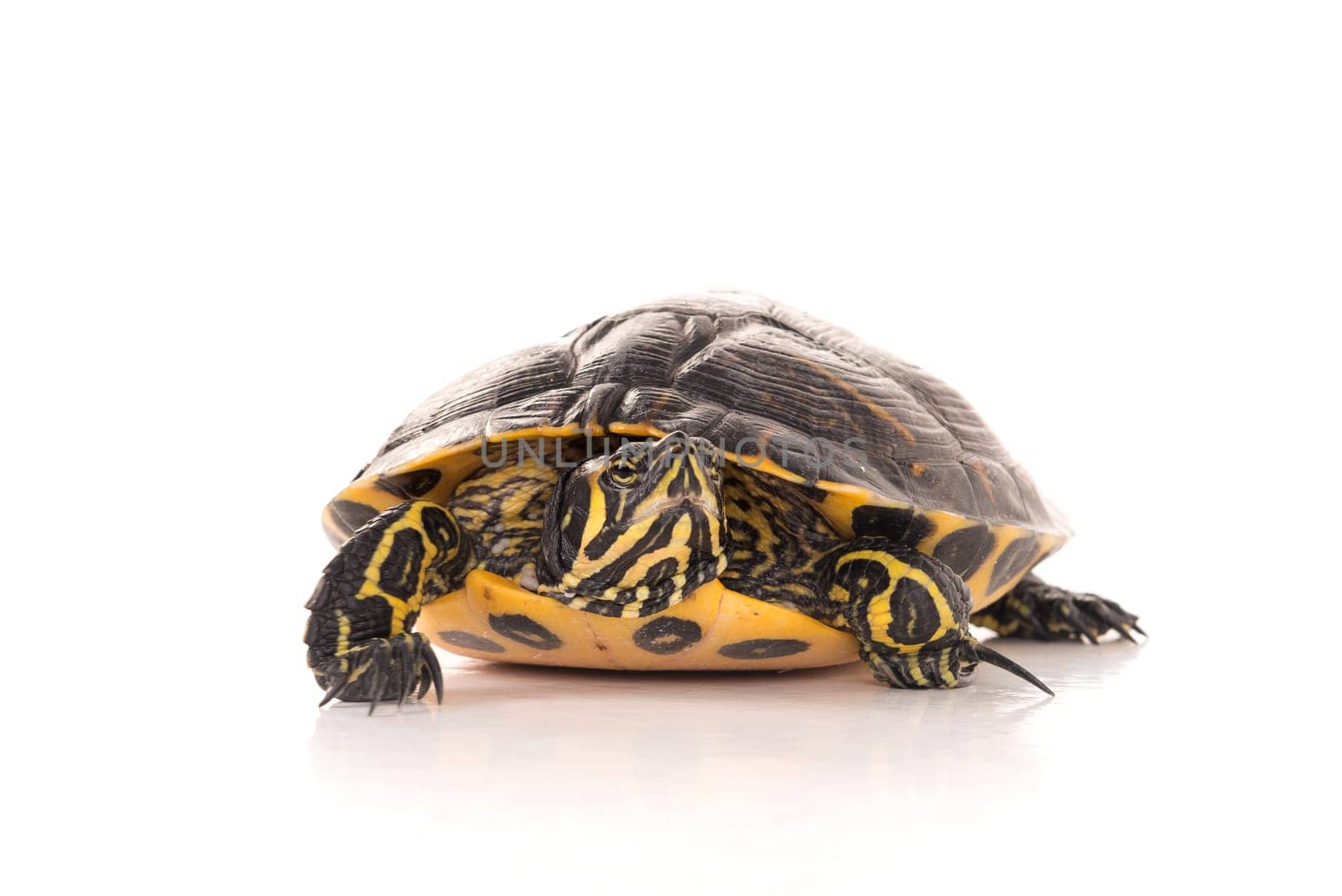 Cute little turtle isolated in a white background