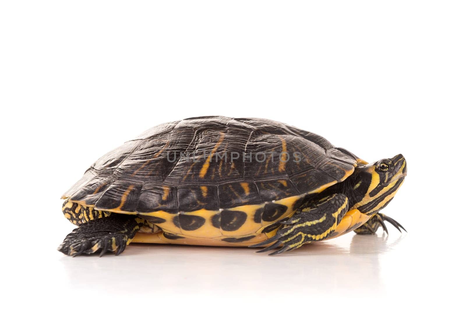 Cute little turtle isolated in a white background