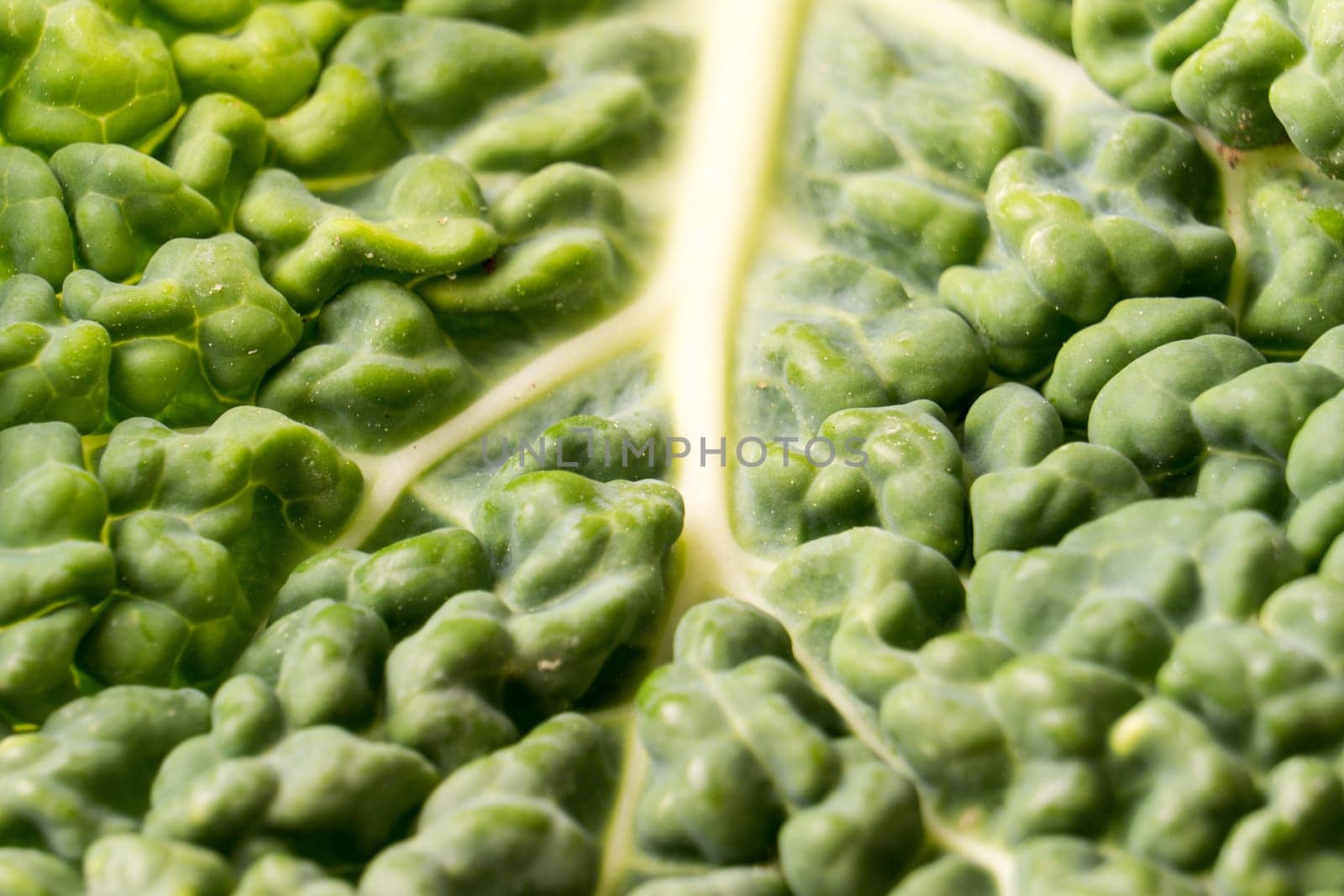 Close up of organic dark green savoy cabbage leaf