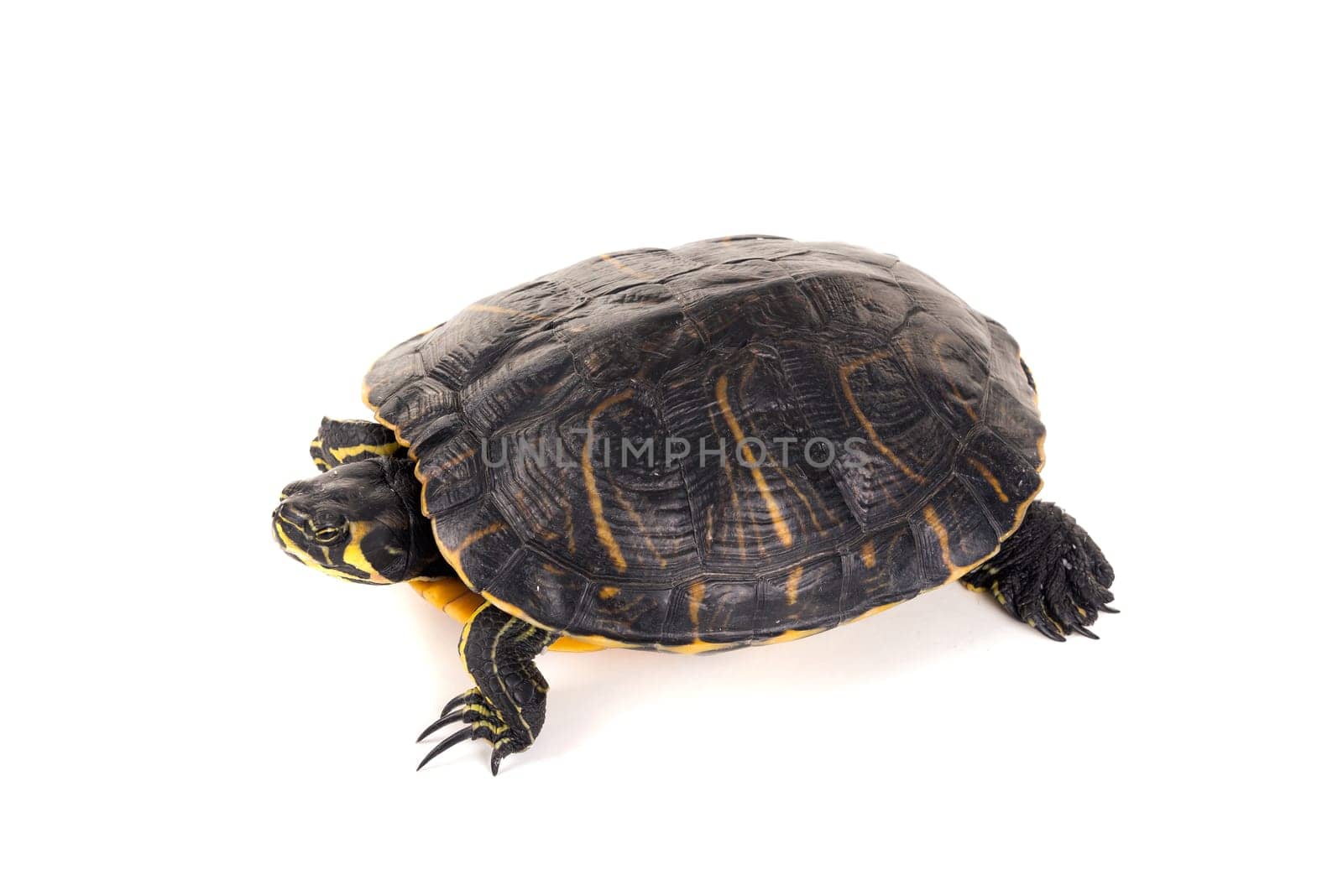Cute little turtle isolated in a white background