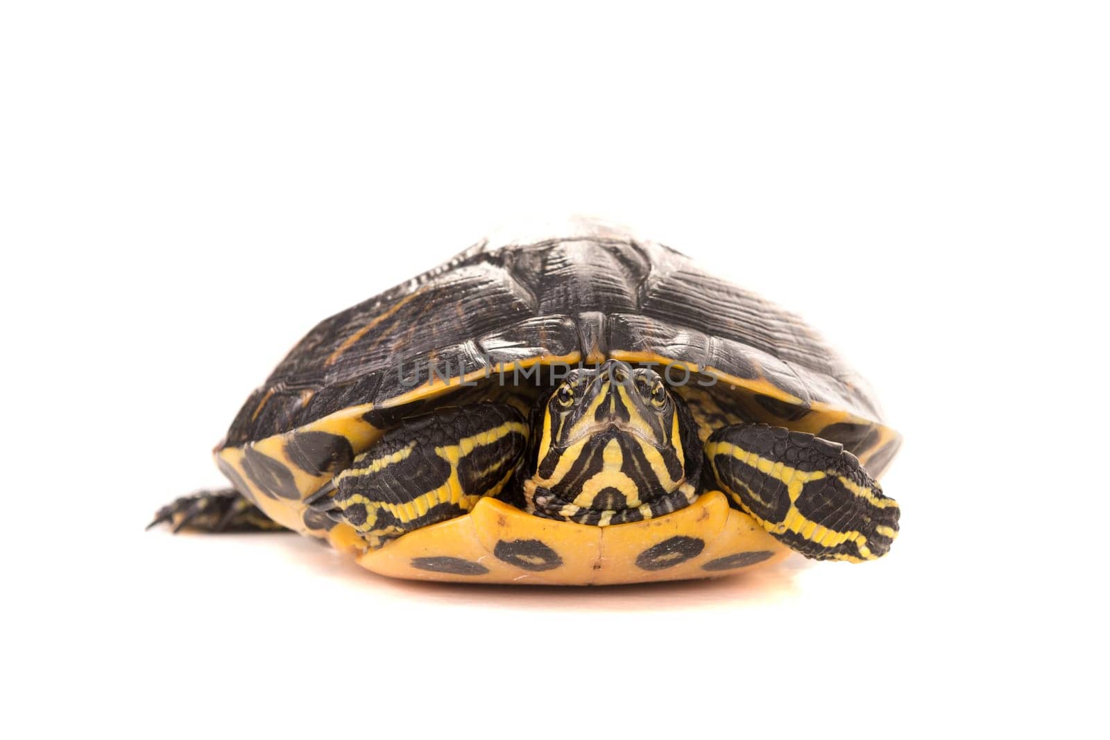 Cute little turtle isolated in a white background