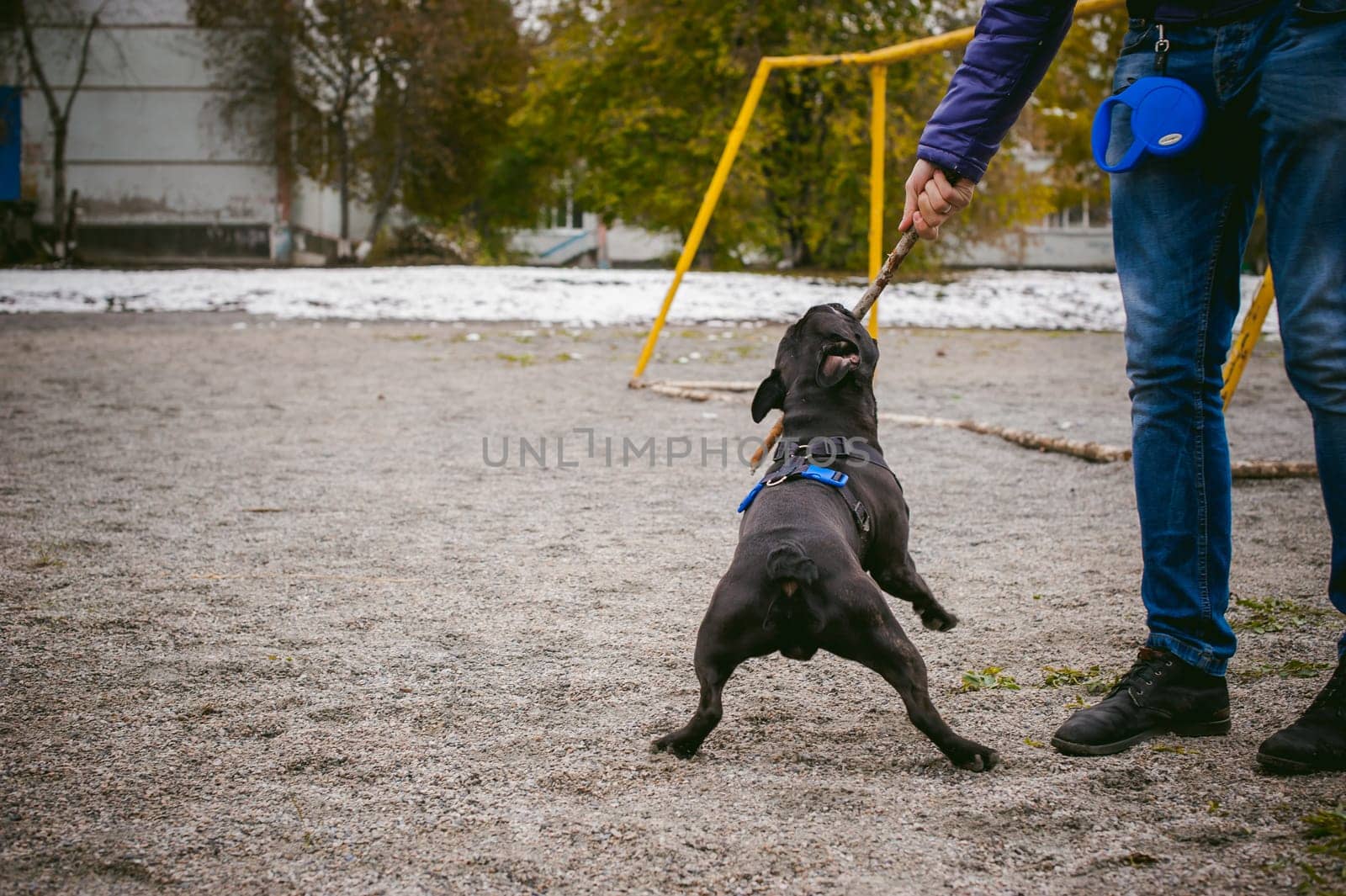 walking the dog French Bulldog. Male host plays with his pet on the street in the yard with a stick