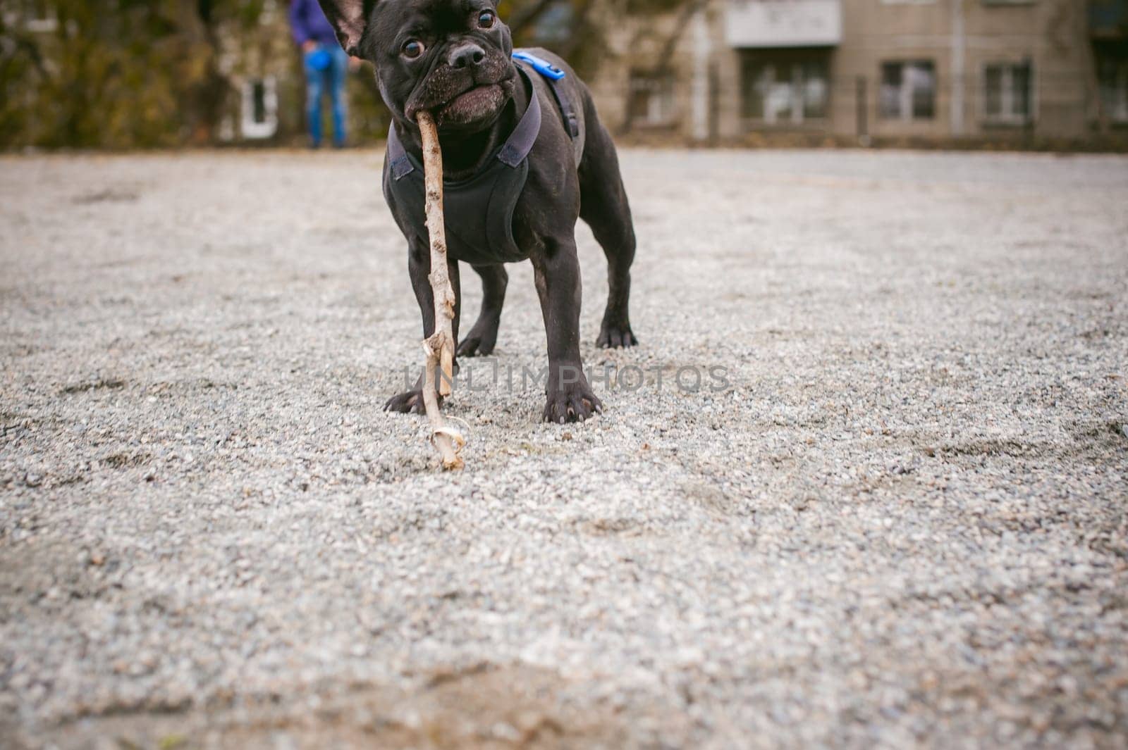walking the dog French Bulldog. Male host plays with his pet on the street in the yard with a stick