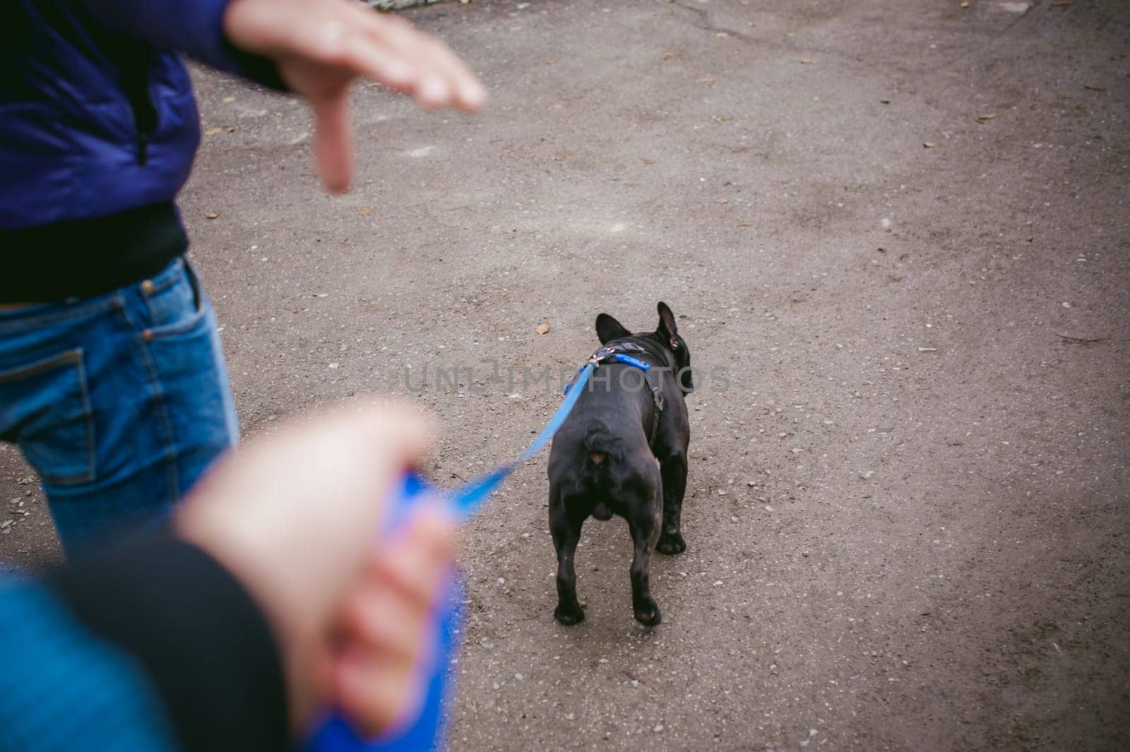 walking the dog French Bulldog