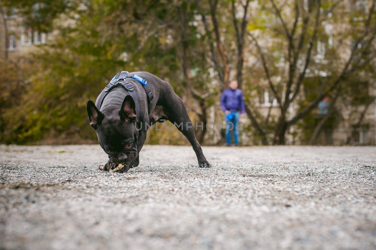 walking the dog French Bulldog. Male host plays with his pet on the street in the yard with a stick