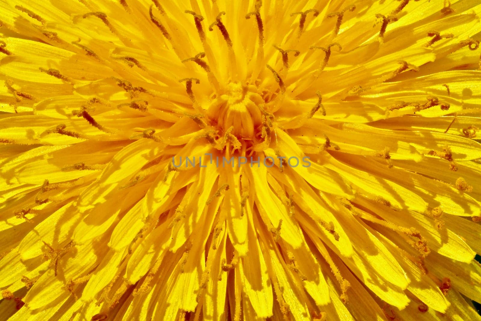 A macro type closeup of a dandelion displays as a sunburst.