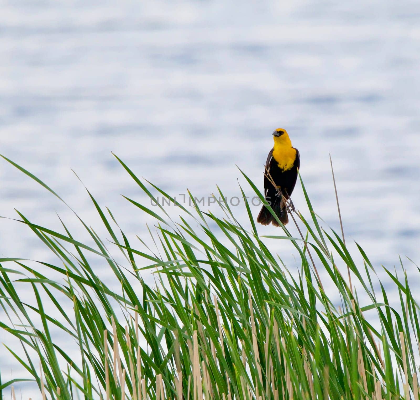 A Yellow Headed Blackbird rests among the reeds.