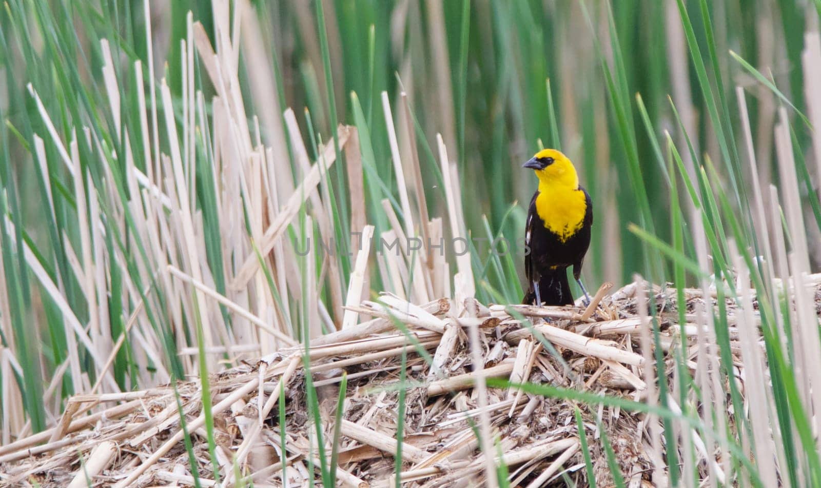 A Yellow Headed Blackbird surveys his territory from the top of a muskrat house.