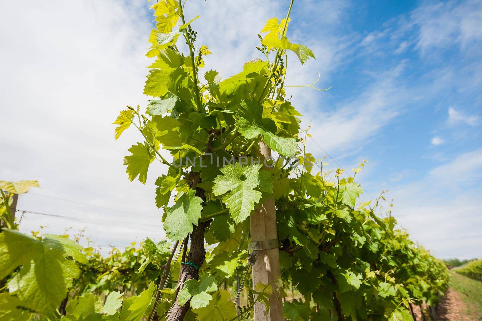 Vine plant in the spring with the background of the blue sky with clouds.