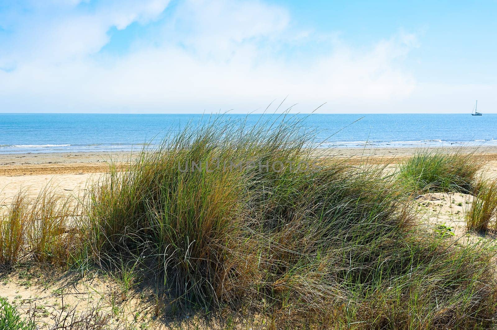 View of the beach. Plants growing on the dune. Sea and blue sky with clouds. Nice summer landscape.