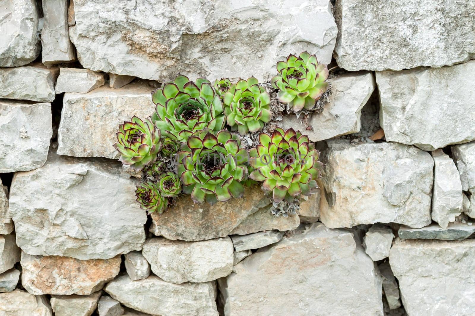 succulents growing out of wall concept desire to live