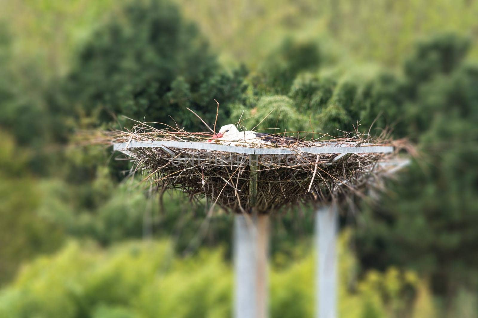Adult stork sits on his nest.