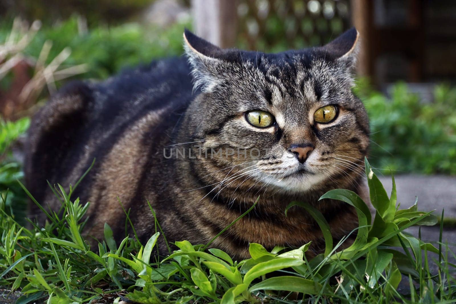 A cat puts on the ears. A cat is curious and somewhat evil