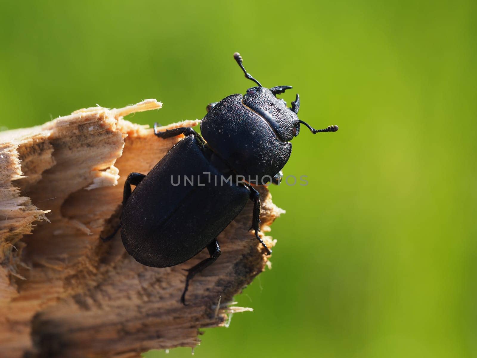 Balkenschröter - Female