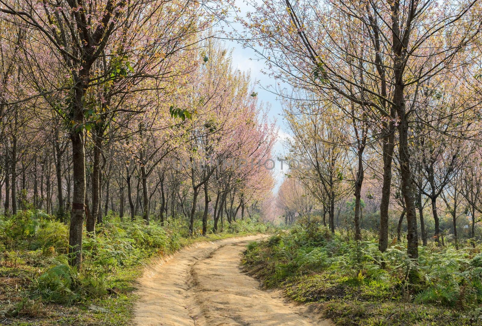 Wild Himalayan cherry forest in Thailand
