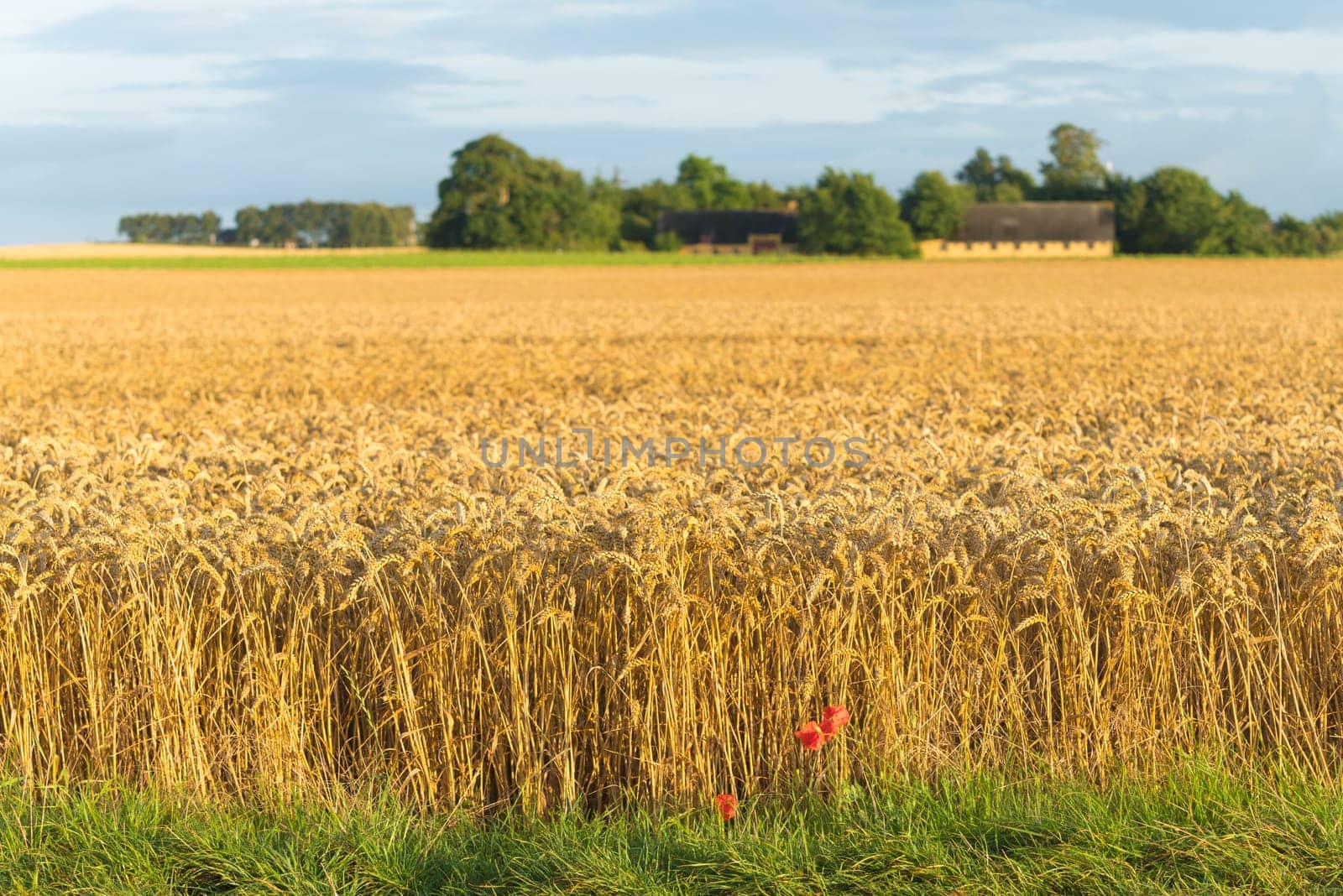 typical danish agricultural landscape with lots of ripe wheat